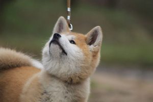 Rasa de caine Akita Inu