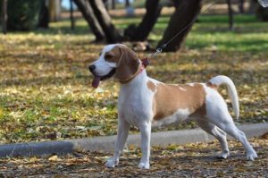 Rasa de caine Beagle