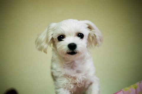 Rasa de caine Bichon Frise