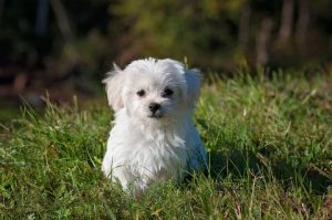 Rasa de caine Bichon Maltese