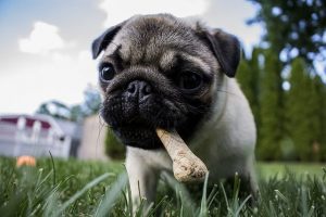 Rasa de caine Pug