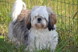 Rasa de caine Shih Tzu