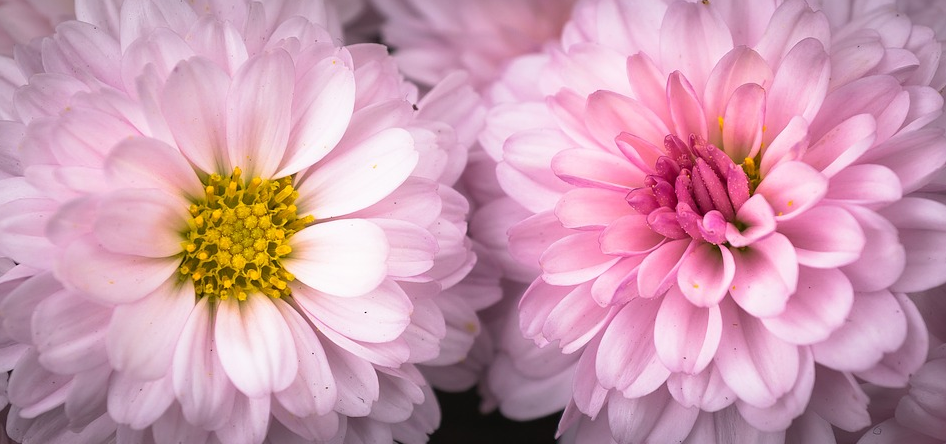 Flori de toamna: cele mai frumoase 15 flori 5