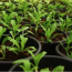 Ce este o grădină organică: informații despre cultivarea unor grădini organice