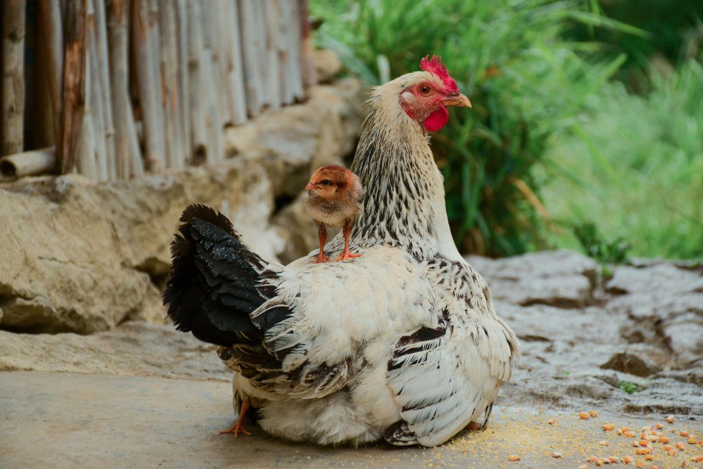 De ce să alegi o moară electrică pentru prepararea hranei animalelor, Charmy