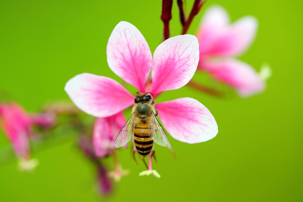 ce inseamna tumora necrozata