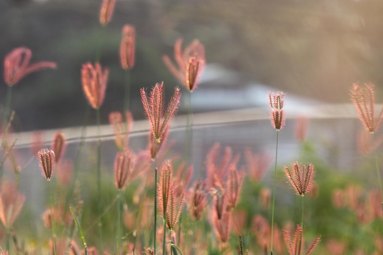 dupa cat timp creste parul dupa epilare cu ceara