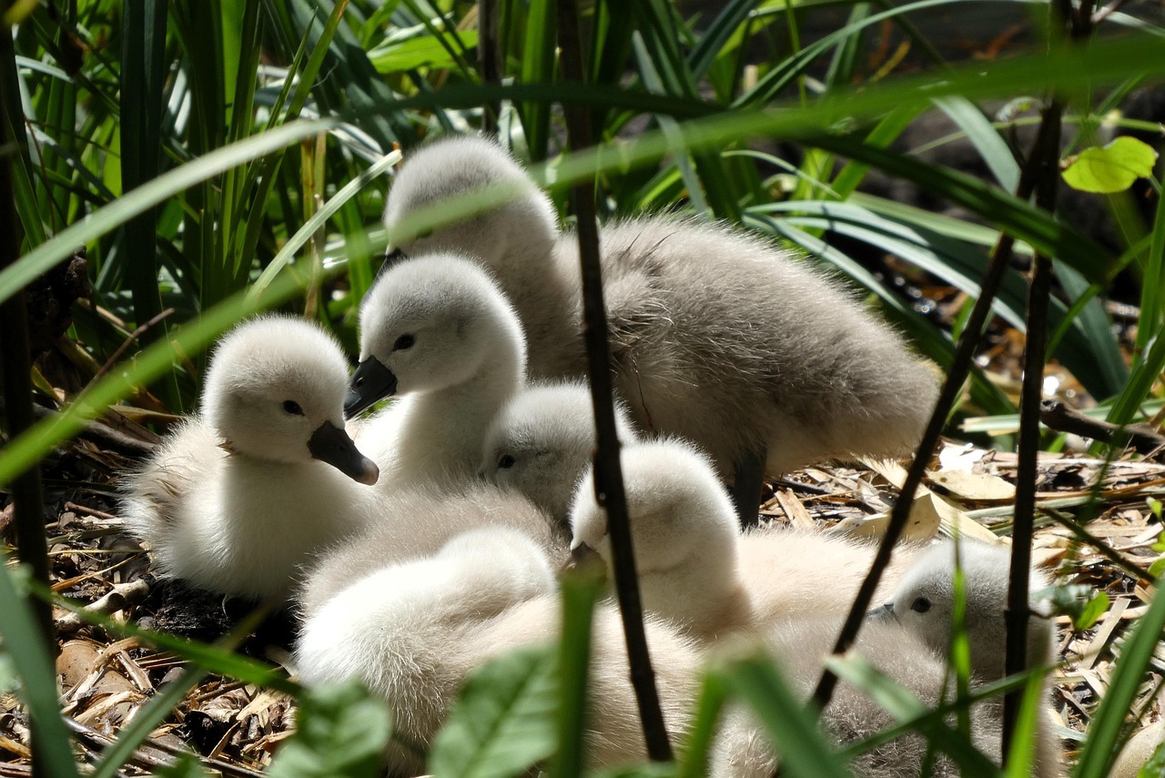curiozitati despre barza