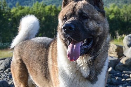 Akita American Rasa de caine Akita American