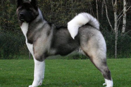 Akita American2 Rasa de caine Akita American