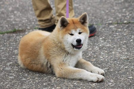 Akita Inu2 Rasa de caine Akita Inu