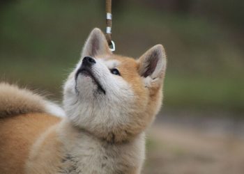 Akita Inu2 Rasa de caine Akita Inu