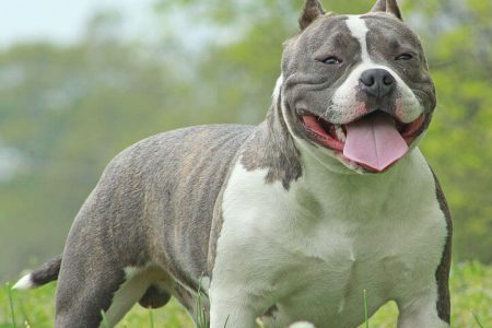 American Bully Rasa de caine American Bully