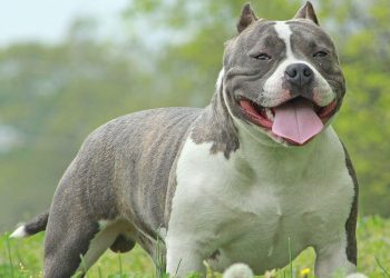 American Bully Rasa de caine American Bully