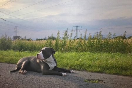 American Bully3 Rasa de caine American Bully