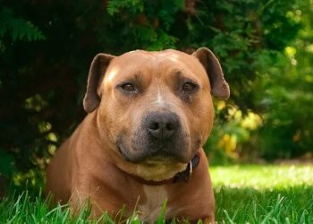 Amstaff Rasa de caine Amstaff