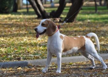 Beagle Rasa de caine Beagle
