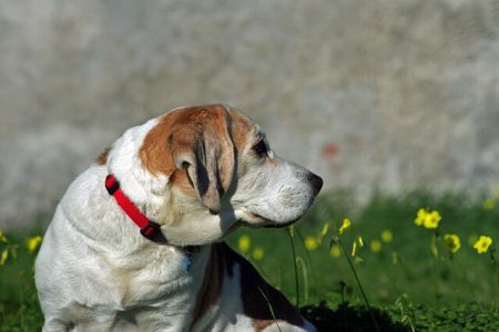 Beagle3 Rasa de caine Beagle