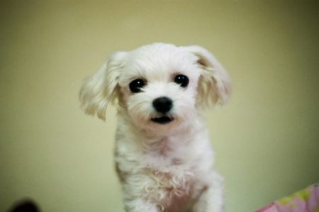 Bichon Frise Rasa de caine Bichon Frise