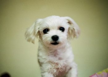 Bichon Frise Rasa de caine Bichon Frise