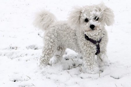 Bichon Frise3 Rasa de caine Bichon Frise