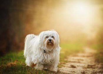 Bichon Havanez Rasa de caine Bichon Havanez