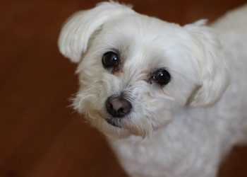 Bichon Maltese Rasa de caine Bichon Maltese