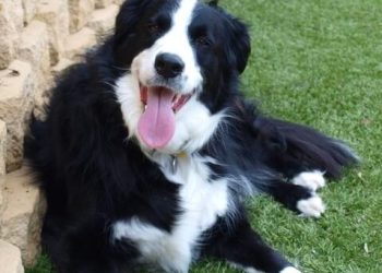 Border Collie Rasa de caine Border Collie