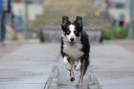 Border Collie2 Rasa de caine Border Collie