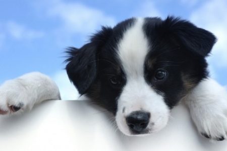 Border Collie3 Rasa de caine Border Collie