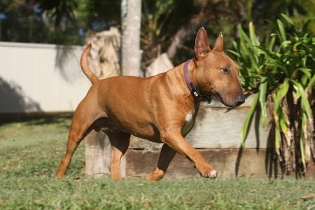 Bull Terrier Rasa de caine Bull Terrier