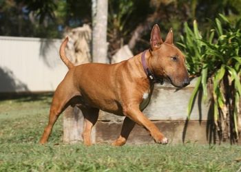 Bull Terrier Rasa de caine Bull Terrier