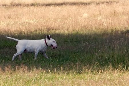 Bull Terrier2 Rasa de caine Bull Terrier