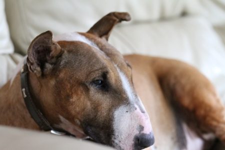 Bull Terrier3 Rasa de caine Bull Terrier