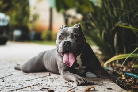 Bulldog american Rasa de caine Bulldog american