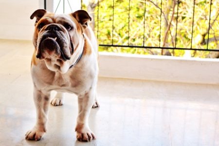 Bulldog american3 Rasa de caine Bulldog american
