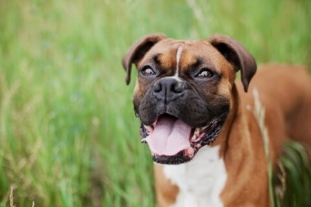Bulldog englez Rasa de caine Bulldog englez