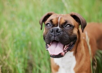 Bulldog englez Rasa de caine Bulldog englez