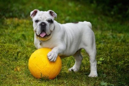 Bulldog englez2 Rasa de caine Bulldog englez
