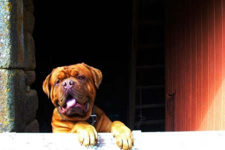Bulldog englez3 Rasa de caine Bulldog englez