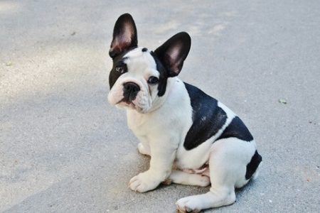 Bulldog francez Rasa de caine Bulldog francez