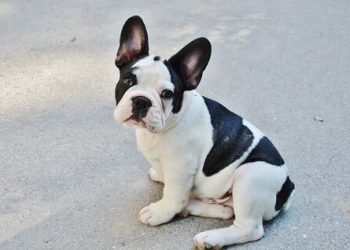 Bulldog francez Rasa de caine Bulldog francez