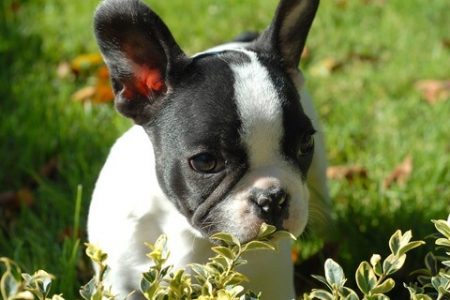 Bulldog francez3 Rasa de caine Bulldog francez