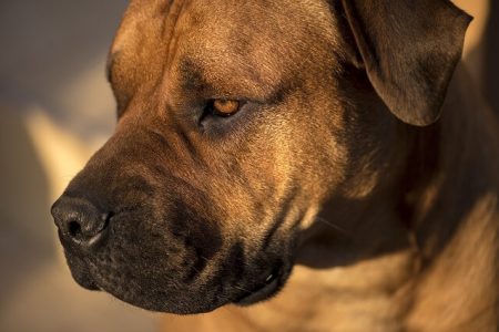 Bullmastiff2 Rasa de caine Bullmastiff