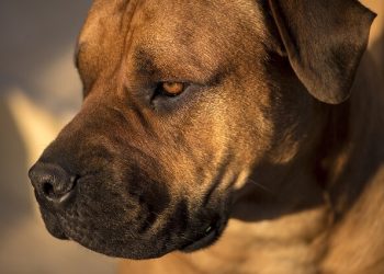 Bullmastiff2 Rasa de caine Bullmastiff