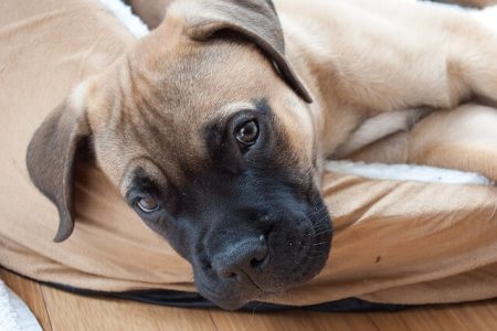 Bullmastiff3 Rasa de caine Bullmastiff