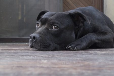 Cane Corso Rasa de caine Cane Corso