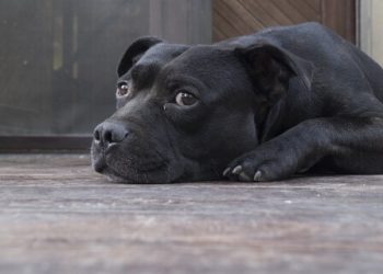 Cane Corso Rasa de caine Cane Corso