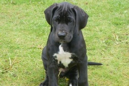 Cane Corso3 Rasa de caine Cane Corso