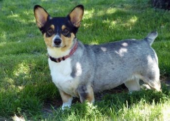 Chihuahua Rasa de caine Chihuahua